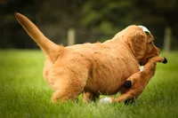 Gunner🐾, a male Golden Retriever for sale in Baltic, OH – 6 of 10