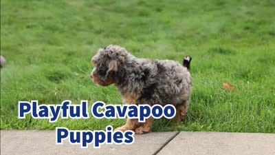 Leo 🐾, a female Cavapoo for sale in Baltic, OH – 10 of 10