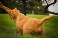 Ryder🦴, a male Golden Retriever for sale in Baltic, OH – 3 of 10