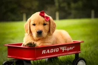 Rocco✨, a male Golden Retriever for sale in Baltic, OH – 2 of 10