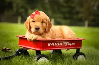 Hunter💙, a male Golden Retriever for sale in Baltic, OH – 3 of 10