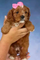 Mia Rose🎀, a female Cavapoo for sale in Baltic, OH – 3 of 10