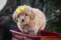 Nella🌸, a female Bichpoo for sale in Baltic, OH – 6 of 10