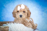 Nessa Rose 🎀, a female Bichpoo for sale in Baltic, OH – 5 of 10