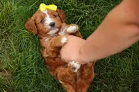 Milo 💙🦴, a male Cavapoo for sale in Baltic, OH – 6 of 10