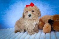 Nixie 💕, a male Bichpoo for sale in Baltic, OH – 4 of 10