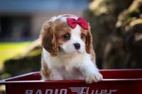 Princeton 🐾, a male Cavalier King Charles Spaniel for sale in Baltic, OH – 3 of 10