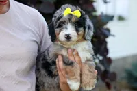 🐾 Peaches 🐾, a female Miniature Bernedoodle for sale in Baltic, OH – 3 of 10