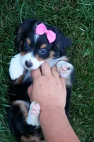 Yancy ❤️, a female Miniature Bernedoodle for sale in Baltic, OH – 2 of 9