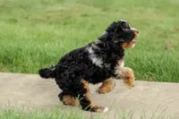 Lainey❤️, a female Cavapoo for sale in Baltic, OH – 6 of 10