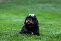 Wanda, a female Cavapoo for sale in Baltic, OH – 2 of 10