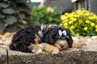 Lainey❤️, a female Cavapoo for sale in Baltic, OH – 3 of 10