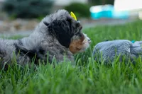 🐾 Peaches 🐾, a female Miniature Bernedoodle for sale in Baltic, OH – 4 of 10
