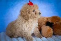 Nixie 💕, a male Bichpoo for sale in Baltic, OH – 3 of 10