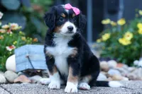 Yancy ❤️, a female Miniature Bernedoodle for sale in Baltic, OH – 3 of 9