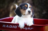  Ollie Belle💕, a female Beagle for sale in Baltic, OH – 7 of 10