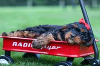 Wilson 🐾, a female Cavapoo for sale in Baltic, OH – 7 of 10