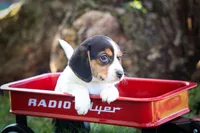  Ollie Belle💕, a female Beagle for sale in Baltic, OH – 5 of 10