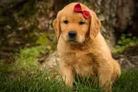 Rocco✨, a male Golden Retriever for sale in Baltic, OH – 7 of 10