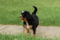 Lainey❤️, a female Cavapoo for sale in Baltic, OH – 2 of 10