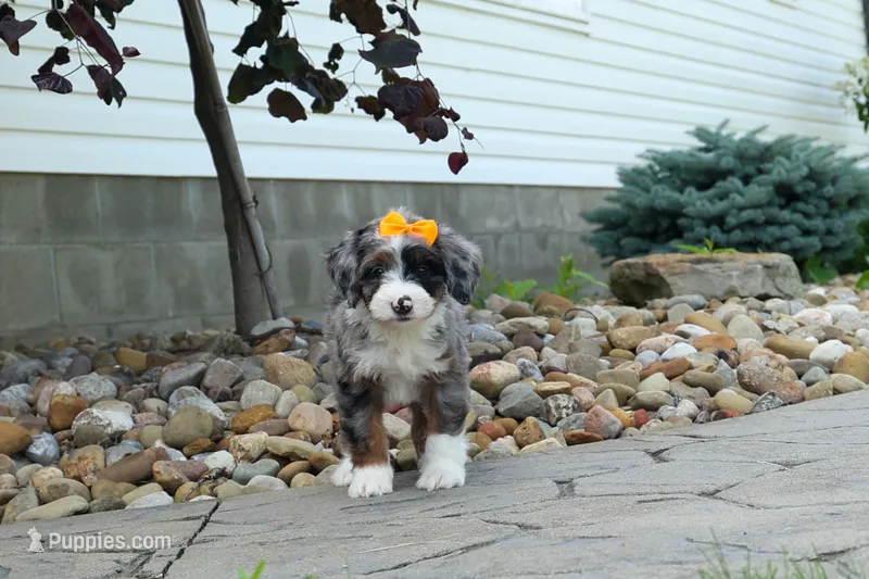 🐾 Percy 🐾 – Miniature Bernedoodle puppy for sale in Baltic, OH