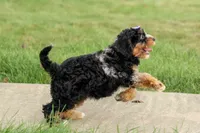 Lainey❤️, a female Cavapoo for sale in Baltic, OH – 7 of 10