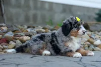 🐾 Peaches 🐾, a female Miniature Bernedoodle for sale in Baltic, OH – 6 of 10