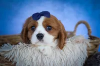 Patches💙, a male Cavalier King Charles Spaniel for sale in Baltic, OH – 5 of 10