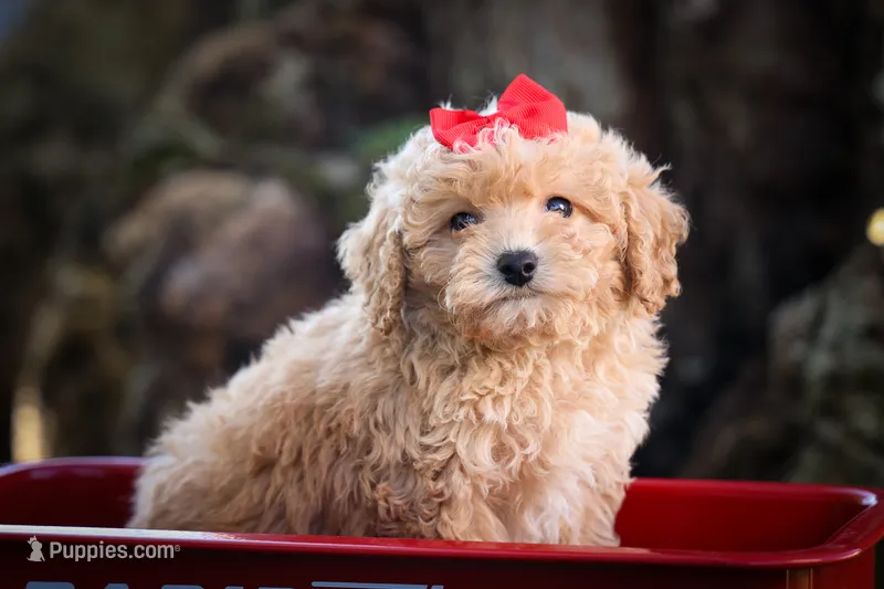 Nixie 💕 – Bichpoo puppy for sale in Baltic, OH