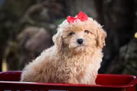 Nixie 💕, a male Bichpoo for sale in Baltic, OH – 1 of 10