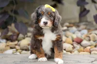 Jasper 🐾 🦴, a male Bernedoodle for sale in Baltic, OH – 4 of 8