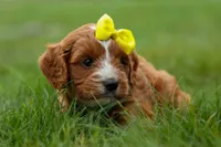 Milo 💙🦴, a male Cavapoo for sale in Baltic, OH – 3 of 10