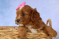 Mia Rose🎀, a female Cavapoo for sale in Baltic, OH – 7 of 10