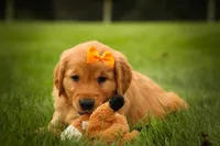 Ryder🦴, a male Golden Retriever for sale in Baltic, OH – 5 of 10
