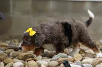 Jasper 🐾 🦴, a male Bernedoodle for sale in Baltic, OH – 7 of 8