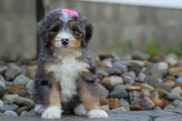 🐾 Primrose 🐾, a female Miniature Bernedoodle for sale in Baltic, OH – 6 of 10
