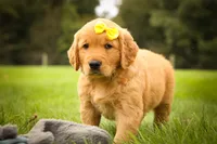 Murphy🐕, a male Golden Retriever for sale in Baltic, OH – 2 of 10