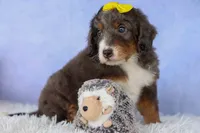 Jasper 🐾 🦴, a male Bernedoodle for sale in Baltic, OH – 5 of 8