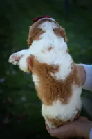 Princeton 🐾, a male Cavalier King Charles Spaniel for sale in Baltic, OH – 9 of 10