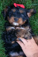 Wilson 🐾, a female Cavapoo for sale in Baltic, OH – 6 of 10