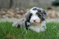🐾 Meet Paxton 🐾, a male Miniature Bernedoodle for sale in Baltic, OH – 5 of 7
