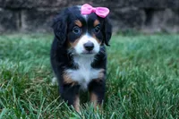 Yancy ❤️, a female Miniature Bernedoodle for sale in Baltic, OH – 4 of 9