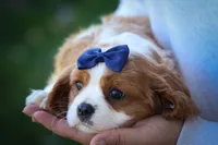 Patches💙, a male Cavalier King Charles Spaniel for sale in Baltic, OH – 8 of 10