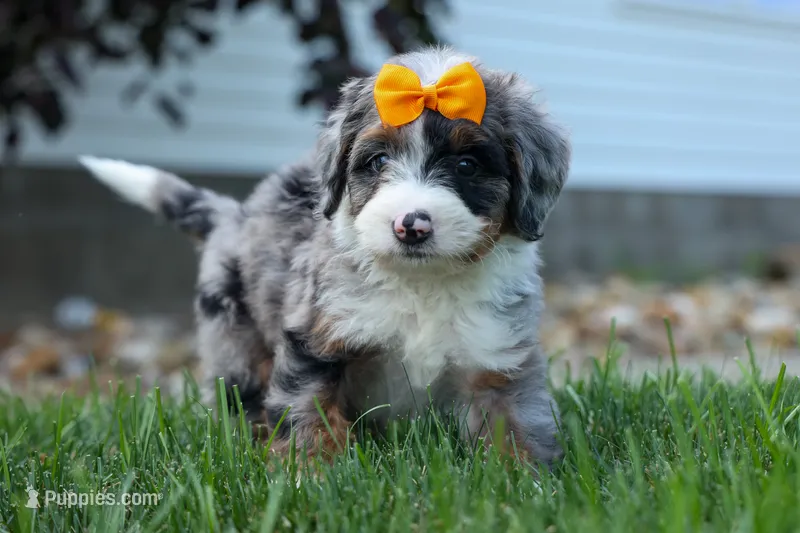 🐾 Percy 🐾 – Miniature Bernedoodle puppy for sale in Baltic, OH