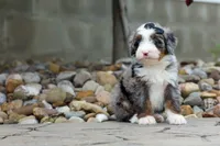 🐾 Meet Paxton 🐾, a male Miniature Bernedoodle for sale in Baltic, OH – 2 of 7