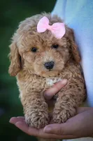 Nessa Rose 🎀, a female Bichpoo for sale in Baltic, OH – 8 of 10