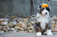 🐾 Percy 🐾, a male Miniature Bernedoodle for sale in Baltic, OH – 5 of 10