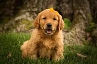 Ryder🦴, a male Golden Retriever for sale in Baltic, OH – 2 of 10
