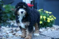 Yandel 🦴, a male Miniature Bernedoodle for sale in Baltic, OH – 6 of 10