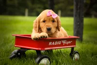 Summer🎀, a female Golden Retriever for sale in Baltic, OH – 8 of 10